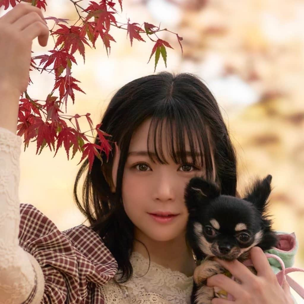 水月桃子さんのインスタグラム写真 - (水月桃子Instagram)「紅葉狩り〜🍁 . . . . #写真を撮るのが好きな人と繋がりたい  #被写体モデル #被写体 #お散歩撮影会 #ロングコートチワワ #ちーたん #初めての #公園 #デビュー #楽しかったらしい #お外 #でたがる #5ヶ月女の子  #水月桃子 #写真加工」11月25日 12時01分 - mizuki_momoko