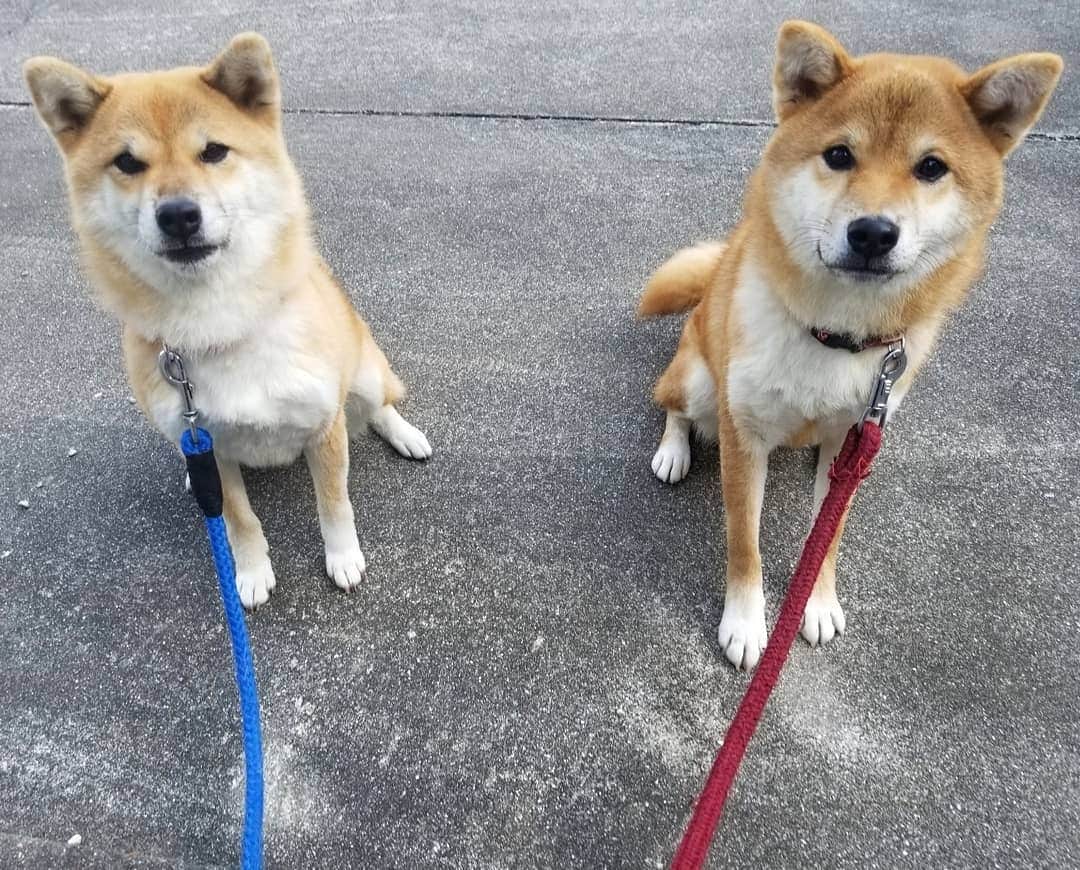 柴犬たま Shibainu Tamaさんのインスタグラム写真 - (柴犬たま Shibainu TamaInstagram)「たまーばと大きさ比較💡 〜コイ編〜  おしゅしの中で1番大きいコイは、たまーばと比べてもやっぱり大きい‼️足なんか全然長さ違う😲💥 ﻿﻿﻿﻿﻿﻿﻿﻿ Caption trans🇬🇧﻿﻿﻿﻿﻿﻿﻿﻿ Compare the size of Tama and Koi💡 Koi is the largest of the sushi brothers, but he is bigger than Tama‼️ His legs are very long😲💥 ﻿﻿﻿﻿﻿﻿﻿﻿ #柴犬たま #たママ #たまーば #たま家族 #柴犬コイ #祖母と孫 #大きさ比較 #ふわもこ #かなりひし形 #柴犬 #shiba #shibainu #shibastagram #犬 #dog #多頭飼い」11月25日 12時11分 - tama7653