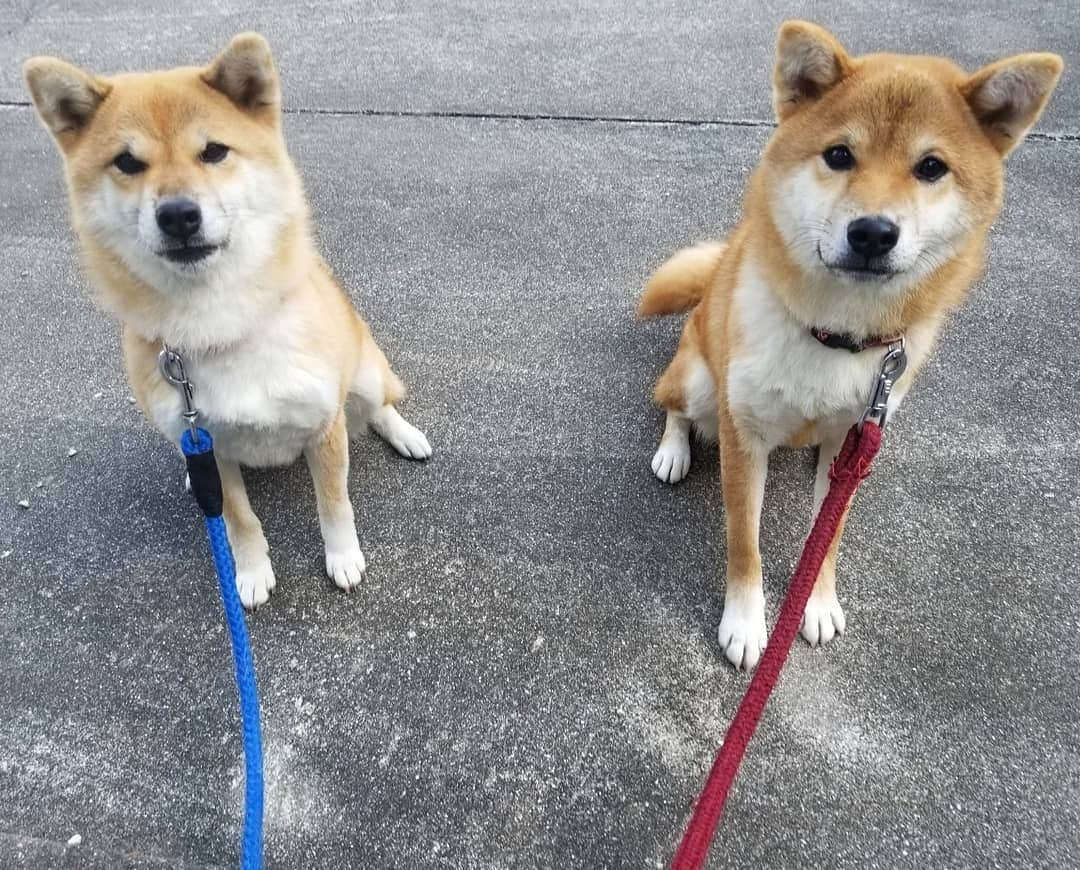 柴犬たま Shibainu Tamaのインスタグラム