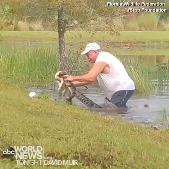ティモシー・サイクスのインスタグラム：「⚠️WOULD YOU DO THIS FOR YOUR PET?⚠️ HELL YES! Repost from @karmagawa A Florida dog owner has gone viral after video captured the 74-year-old man prying his 3-month-old puppy from the jaws of a small alligator all without even losing his cigar! Richard Wilbanks said that he acted on instinct and jumped in to save his dog, Gunner, wrestling with the alligator and a camera put in place to document local wildlife by the Florida Wildlife Federation in conjunction with the fStop Foundation captured the incident. Tag an animal lover who need to see this and share this incredible video with your followers and ask them if they would do the same for their pet as thankfully Gunner is healing well after a trip to the vet’s office! #notallheroeswearcapes #savethedogs #animalrescue #luckypuppy #karmagawa」