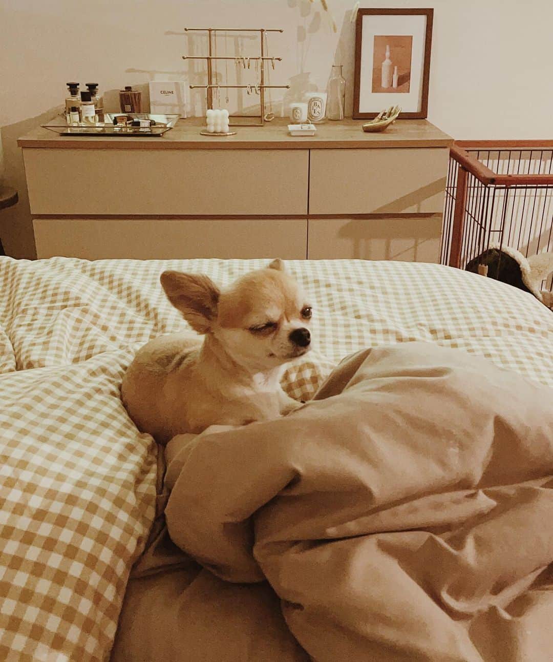 のインスタグラム：「Wink😉♡ 眠いだけの顔だけどタイミングよくウィンクに♪きゃわです🥺 . . . #chiuahua #チワワ#チワワしか勝たん #マイルーム#myroom」