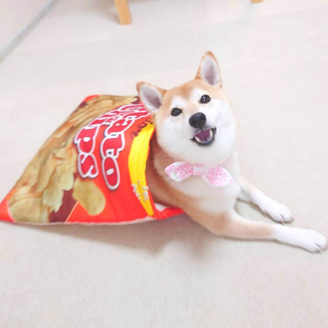 ちゃみさんのインスタグラム写真 - (ちゃみInstagram)「. シュタタタター！スポッ！笑 ポテトチップスの寝袋にすっぽり😁 ②まったり〜♫ . Googleフォトの容量がいっぱいに😅 写真や動画を整理中に出てきた😊」11月25日 12時27分 - shiba_charmy