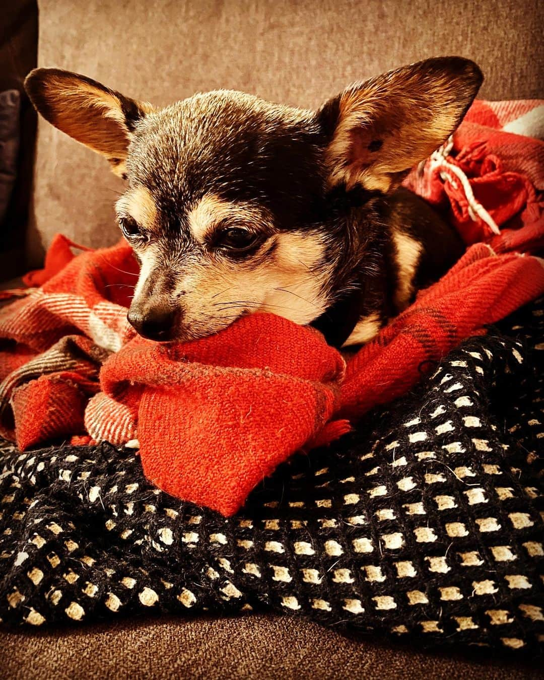 オリバー・キエラン・ジョーンズさんのインスタグラム写真 - (オリバー・キエラン・ジョーンズInstagram)「My recovery buddy... Happy 🦃 week #chihuahuasofinstagram #thanksgiving #spinesurgeryrecovery」11月25日 12時27分 - olliekjones