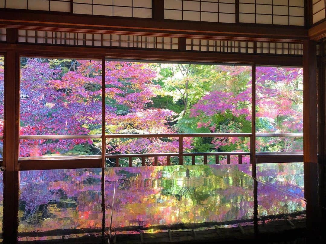 林香里さんのインスタグラム写真 - (林香里Instagram)「・ ・ 一年に一度のお友達と大人の遠足で京都に🚙=꒱‧*  前々から事前予約してた、この日のメイン、 行ってみたかった瑠璃光院の紅葉🍂🍁 もともと別荘として建てられたもので 机の天板に映り込む紅葉と瑠璃色に 輝く数十種の苔の絨毯とのグラデーションが 素晴らしかった!!!  #紅葉#京都#大人の遠足#瑠璃光院  #mama#kyoto#🍁」11月25日 12時40分 - kaori_hayashi1203