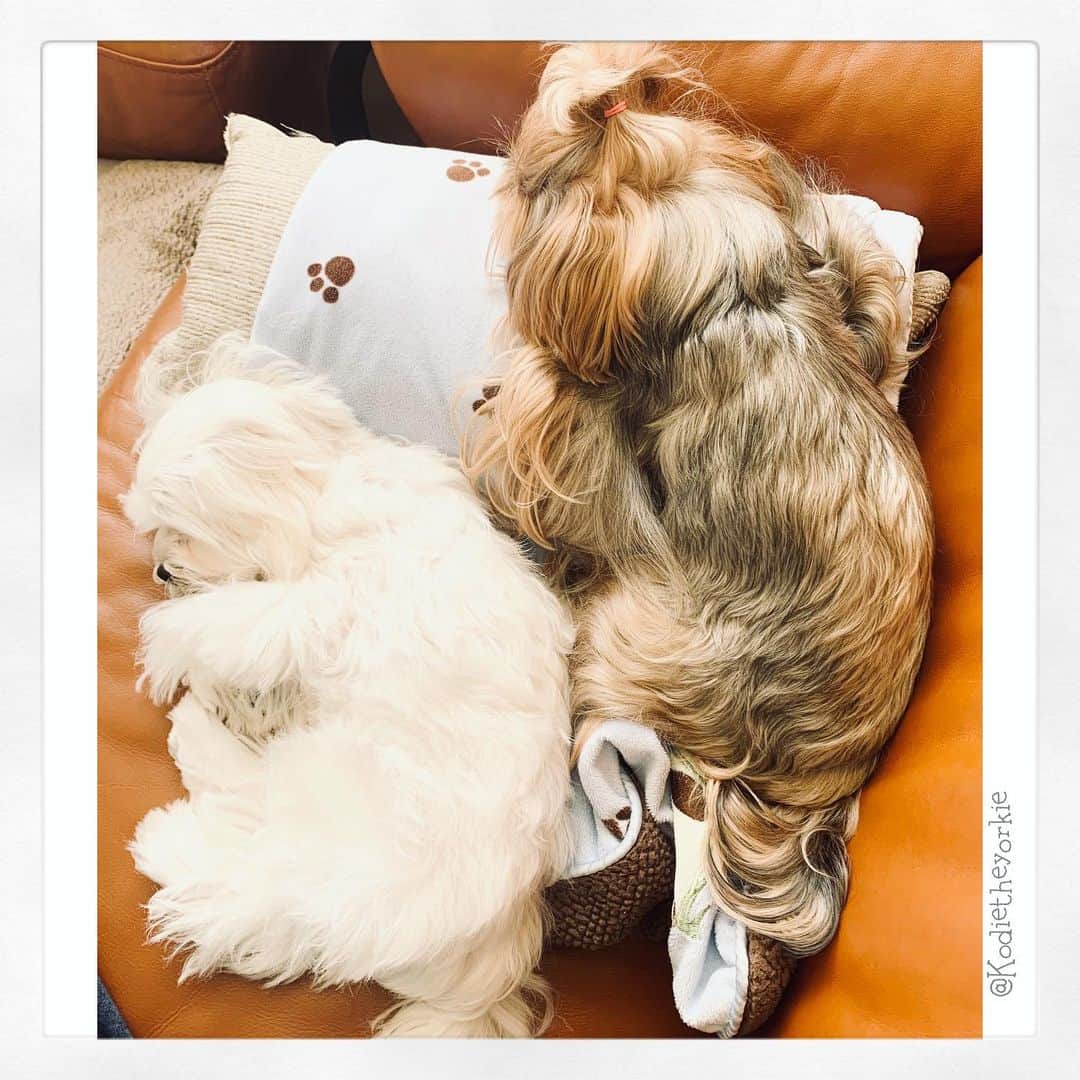 Kodie Bearさんのインスタグラム写真 - (Kodie BearInstagram)「🐶🐶We take many naps😴😪 a day. 💛💛」11月25日 4時05分 - kodietheyorkie