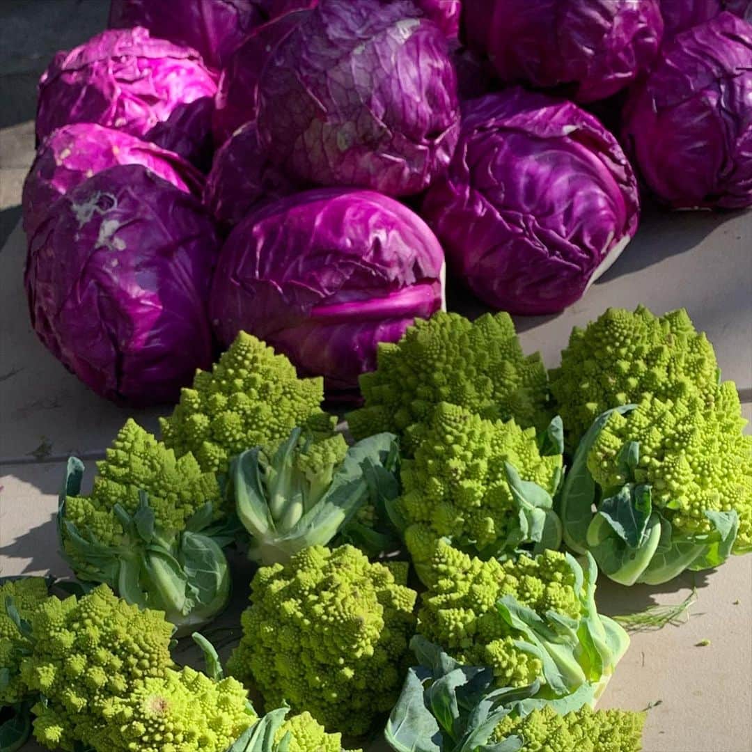 オランピアルタンのインスタグラム：「Fall Technicolor market food! 💚💚🥦💜💜💜 @unsqgreenmarket 🌈」