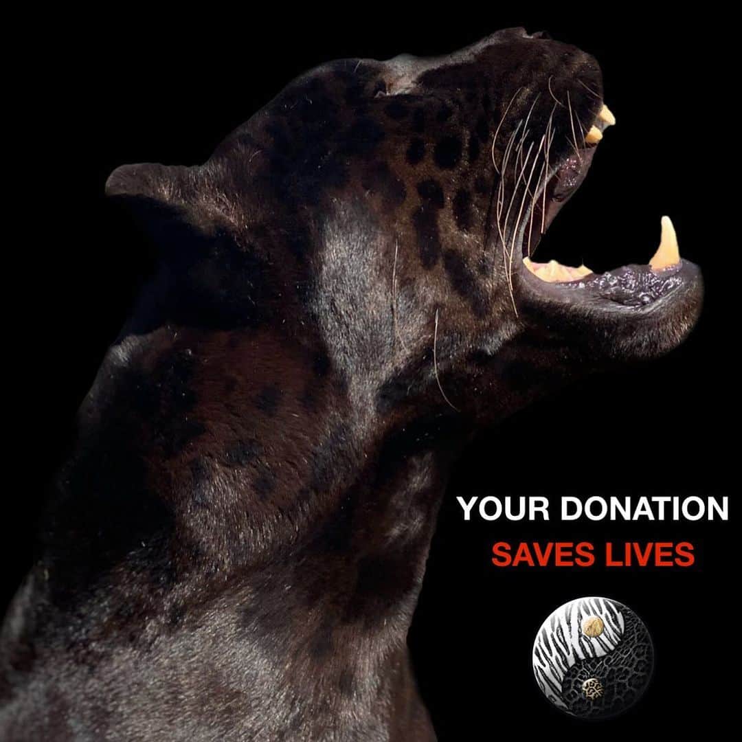 Black Jaguar-White Tiger さんのインスタグラム写真 - (Black Jaguar-White Tiger Instagram)「Your donation saves lives. 500 rescued Animals need you. Active link to donate on our bio or at www.BlackJaguarWhiteTiger.org/Donate」11月25日 6時13分 - blackjaguarwhitetiger