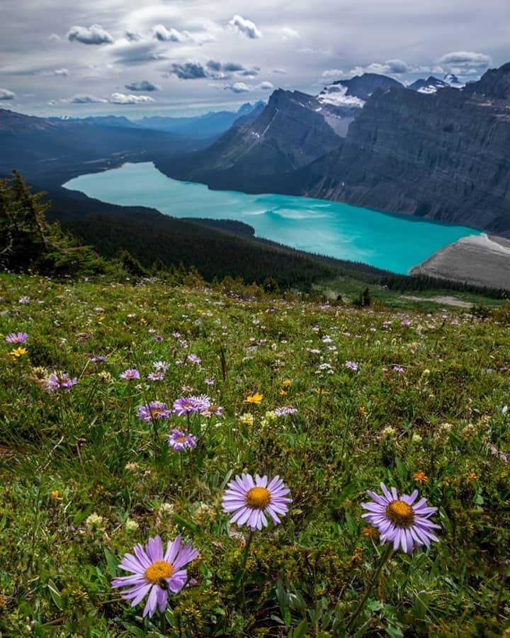National Geographic Travelさんのインスタグラム写真 - (National Geographic TravelInstagram)「Photo by @kahliaprilphoto / Wildflower-filled alpine meadows and vibrant turquoise lakes are common in Banff National Park during summertime. Scenes like this will be missed in the winter, when the landscape is covered in snow for months.」11月25日 6時33分 - natgeotravel