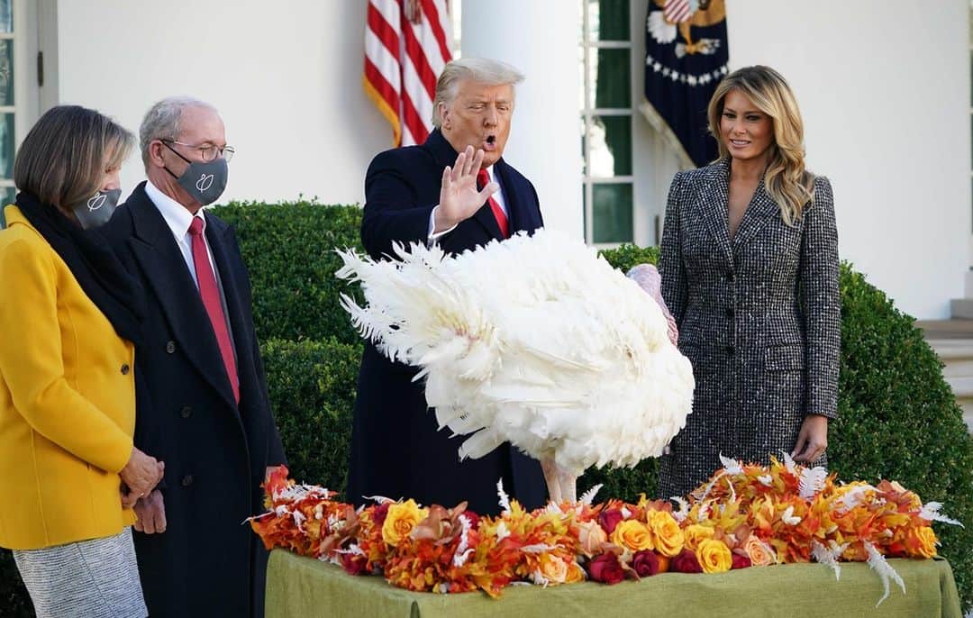 NBC Newsさんのインスタグラム写真 - (NBC NewsInstagram)「President Trump pardons "Corn" the turkey in the Rose Garden during the annual Thanksgiving turkey pardoning ceremony.⁠ ⁠ 📷 Mandel Ngan / @afpphoto」11月25日 6時56分 - nbcnews