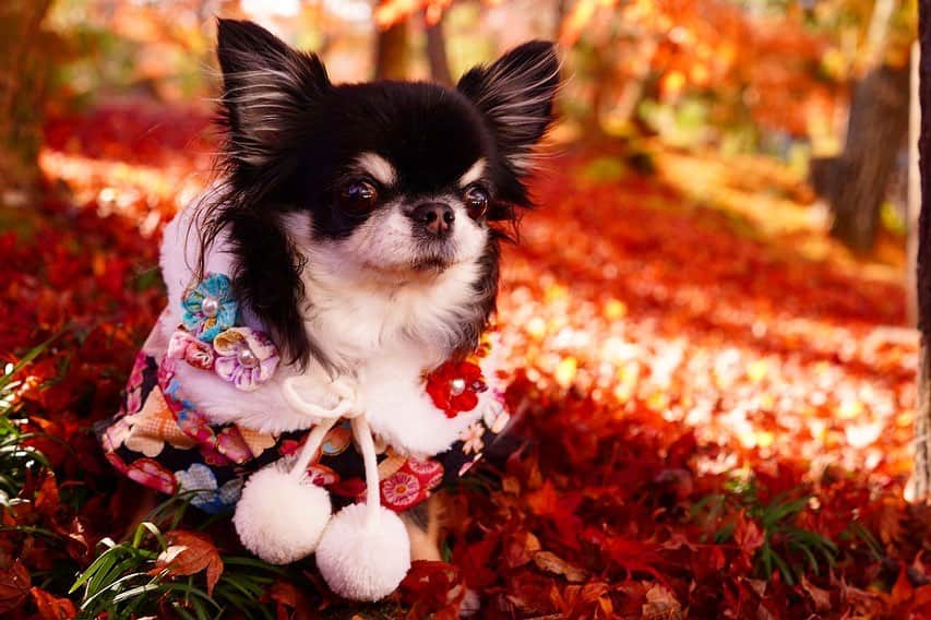 kayoのインスタグラム：「* * * 紅葉の絨毯🍁🍁🍁 * * 真っ赤でキレーーイ☺️❤️✨✨✨ * * Melon❤️🍁 * * #紅葉 #紅葉の絨毯 * #chihuahua#chihuahualove#dog#dogstgram#instadog#チワワ#チワワ大好き#チワワのいる暮らし * * *」