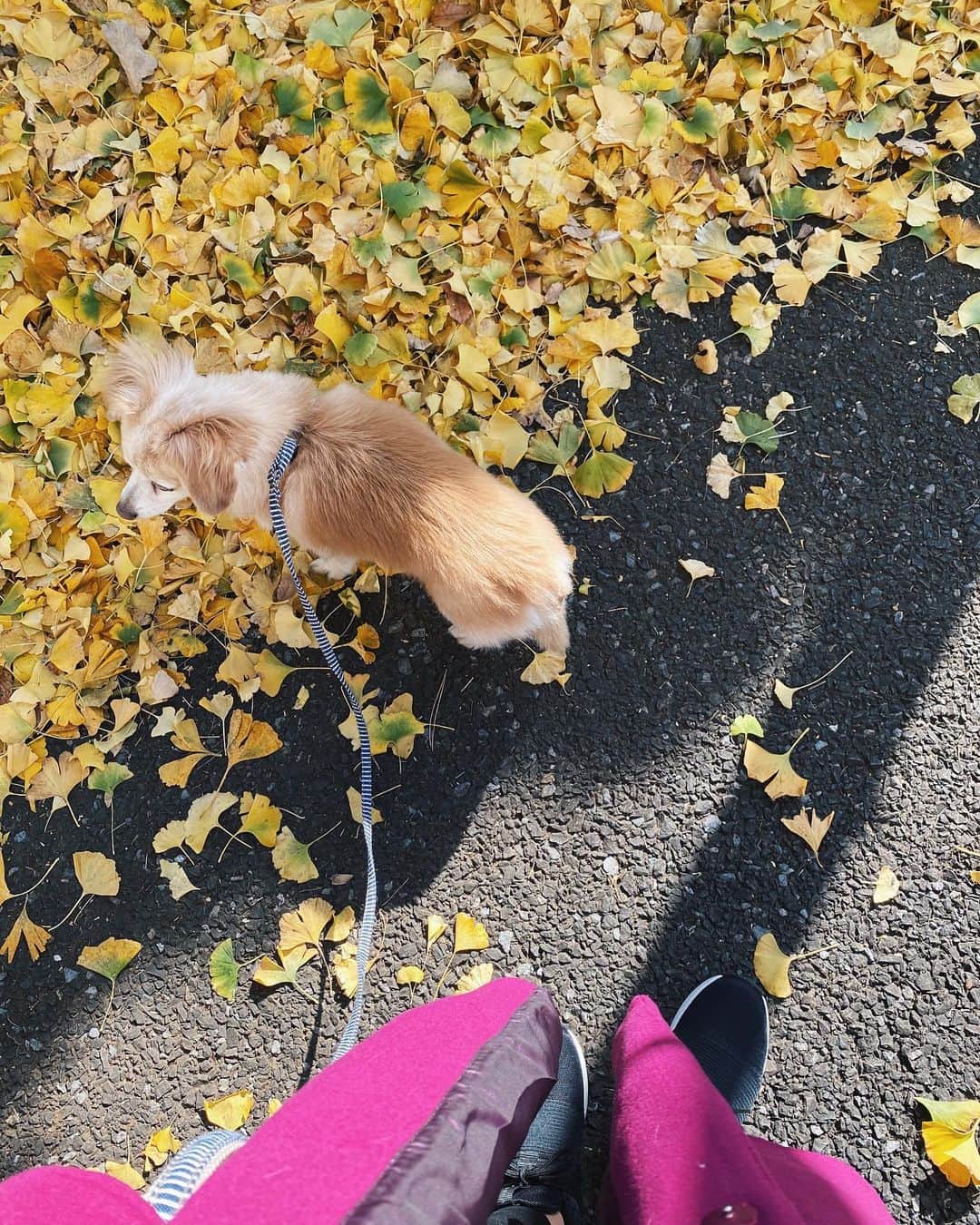 倉園由菜のインスタグラム：「おはよ☀️ 今日も頑張ろう(っ´ω`c) #先週末の #おさんぽ🐾」