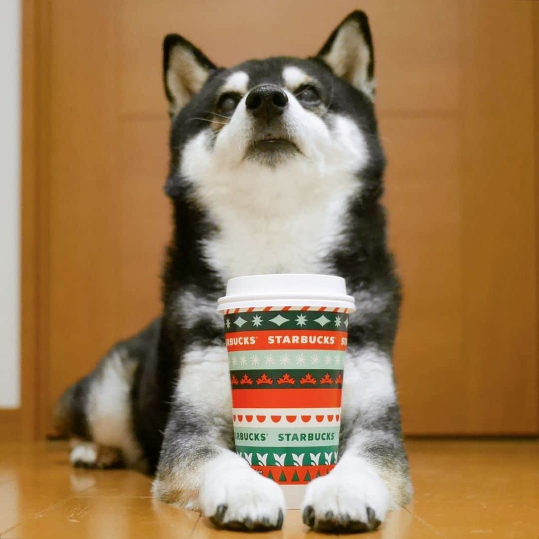 くろさんのインスタグラム写真 - (くろInstagram)「#STARBUCKSATHOME ◡̈  #ホリデーカップ #holidaycup #starbucksdog #スタバ豆 #スタバ犬 #わんこと一緒 #わんこのいる生活 #わんこのいる暮らし #柴犬と一緒 #柴犬のいる生活 #柴犬のいる暮らし #黒柴と一緒 #黒柴のいる生活 #黒柴のいる暮らし #イッヌと一緒 #イッヌのいる生活 #イッヌのいる暮らし #starbucks #starbuckscoffee #starbuckscoffeejapan #スターバックスATHOME」11月25日 7時32分 - m6bmw