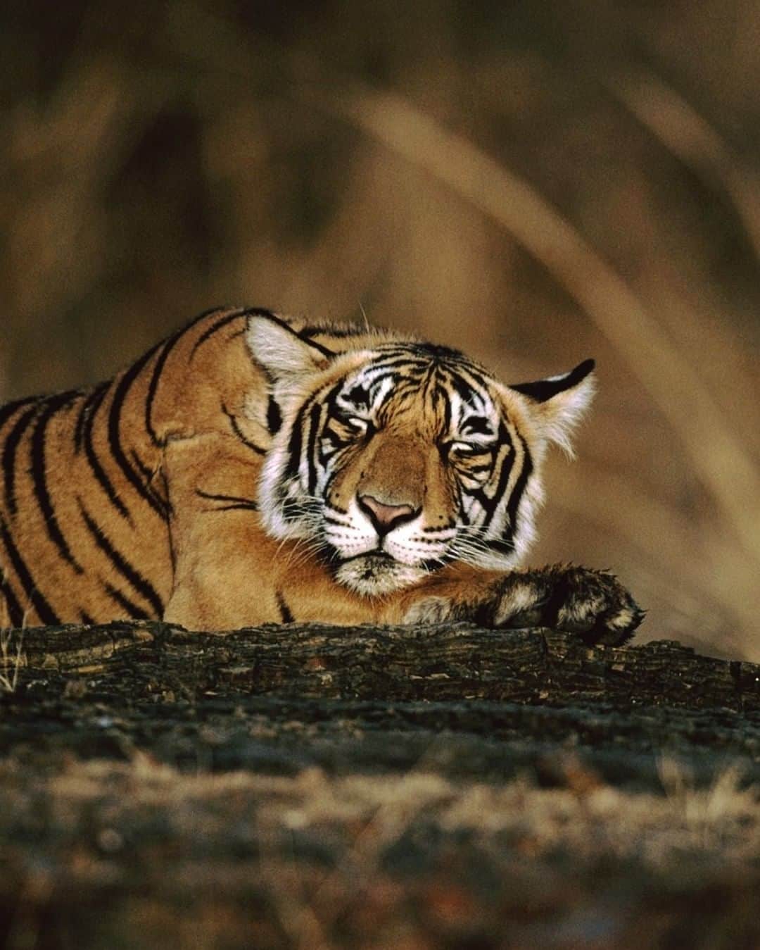 Discoveryさんのインスタグラム写真 - (DiscoveryInstagram)「Pre-holiday nap.😴   Photo: Anup Shah  #TigerTuesday #wildlifephotography #holidayseason #catnapping」11月25日 7時51分 - discovery
