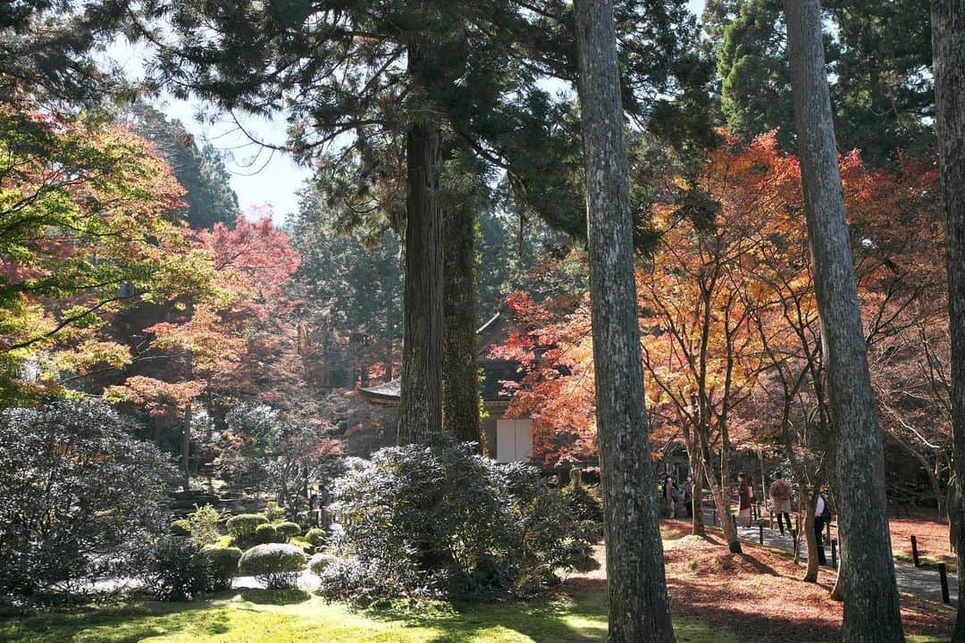 kiccyomuのインスタグラム：「☁️ 2020.11.25 Wed #大原三千院 京都の #紅葉 🍁 落葉が少し進んでいたよう でも、綺麗でした😊  今日も元気に🤗  location #京都 📷撮影 2020年11月19日」