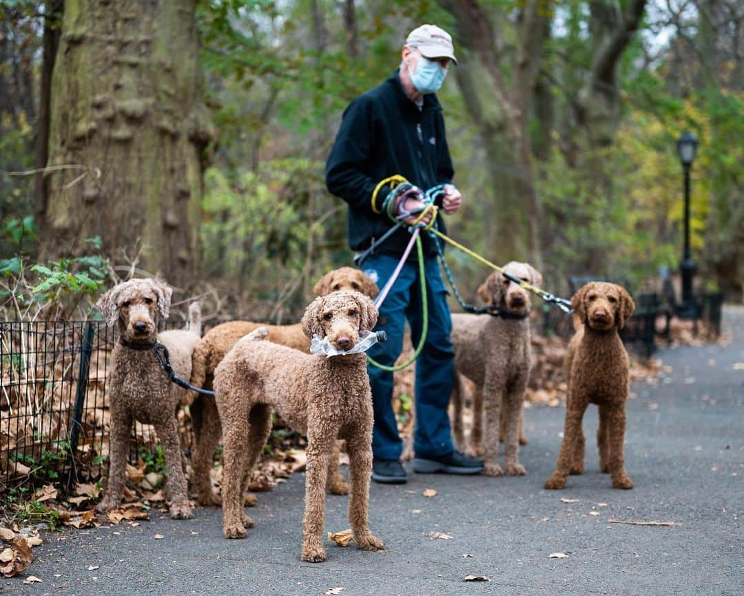 The Dogistさんのインスタグラム写真 - (The DogistInstagram)「Seis, Cinco, Bella, Penny, Zing, & Razzmatazz, Standard Poodles, Central Park, New York, NY • “I gave up on New York women.”」11月25日 8時03分 - thedogist