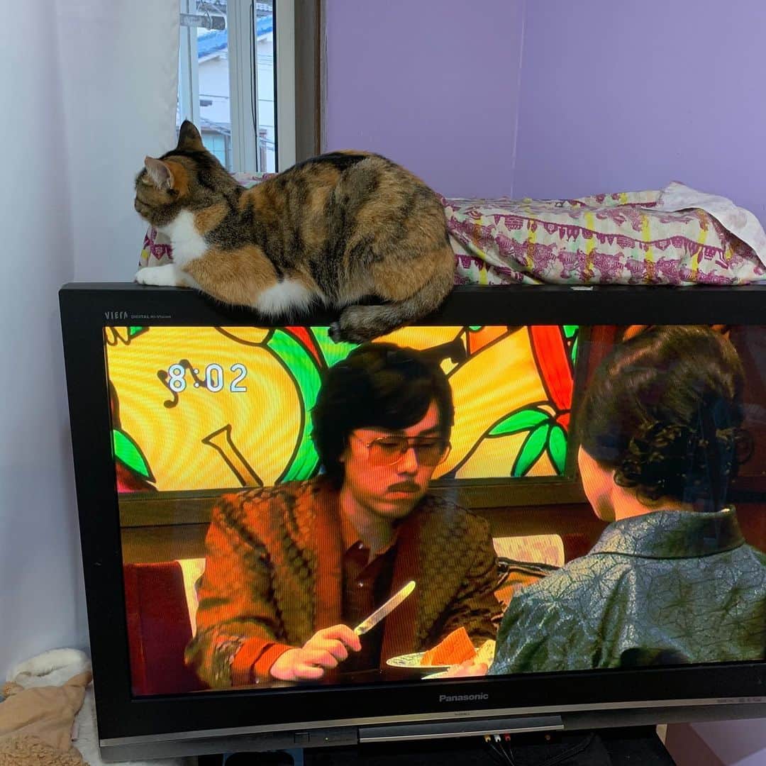 Kachimo Yoshimatsuさんのインスタグラム写真 - (Kachimo YoshimatsuInstagram)「カステラちゃんエールにゃう！ #うちの猫ら #castella #エール #猫 #ねこ #cat #ネコ #catstagram #ネコ部 http://kachimo.exblog.jp」11月25日 8時04分 - kachimo