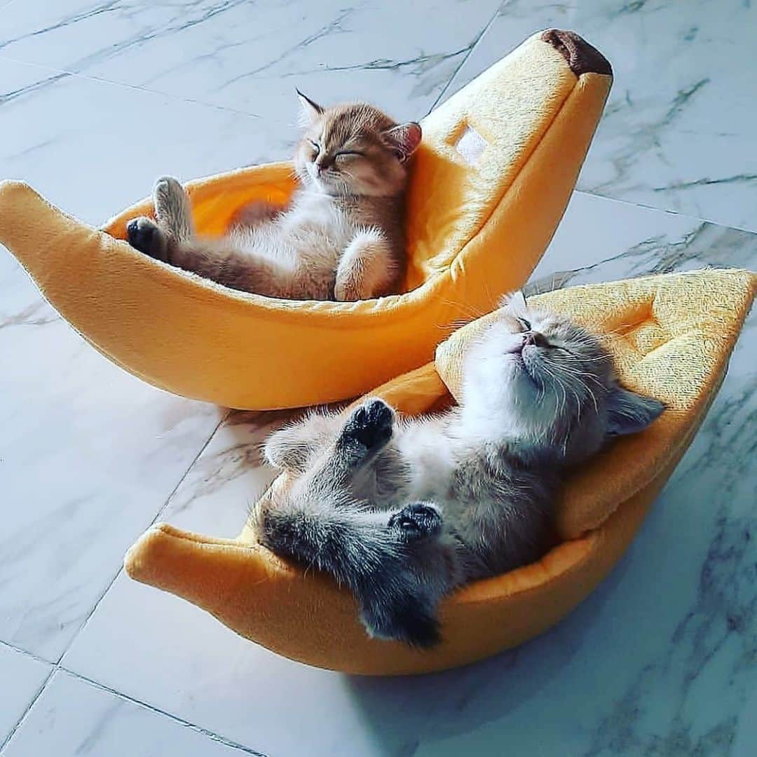 コンスタンス・ジマーのインスタグラム：「#twofortuesday Just taking deep breaths and putting on a smile, 2020 will be over soon...@mignottepictures #thankful」