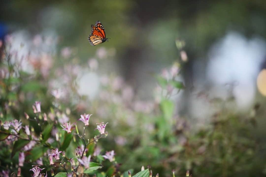 ナショナルジオグラフィックさんのインスタグラム写真 - (ナショナルジオグラフィックInstagram)「Photo by Daniella Zalcman @dzalcman / It's currently fall migration season for monarch butterflies, some of whom are traveling up to 3,000 miles south to overwinter in the southern United States and Mexico. The trip is fraught, with dangers ranging from storms to pesticides to deforestation to climate change. The 2019-2020 season saw a 53 percent decrease in the number of monarchs that made it to one particular protected forest in Mexico—an alarming trend for the future of this important pollinator. Travel safe, friends!」11月25日 8時35分 - natgeo