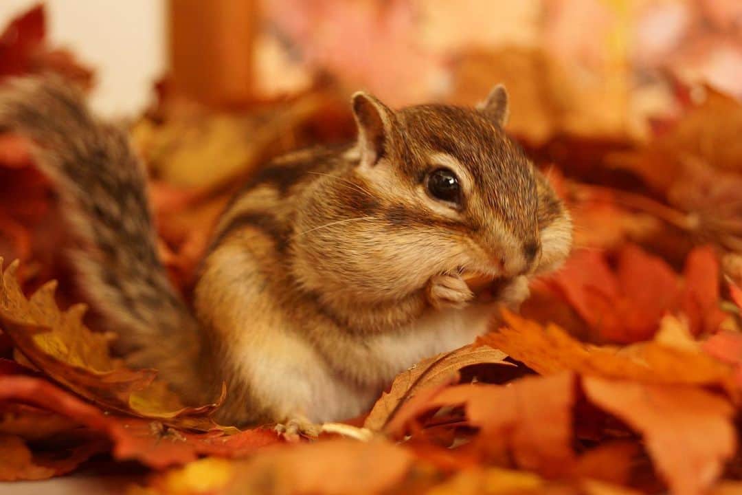 ビッケ & トッドさんのインスタグラム写真 - (ビッケ & トッドInstagram)「#Tod I found a lot of nuts!  たくさんのお宝はホッペの中に…  #chipmunk #シマリス #リス #紅葉」11月25日 8時39分 - bikke_the_chip