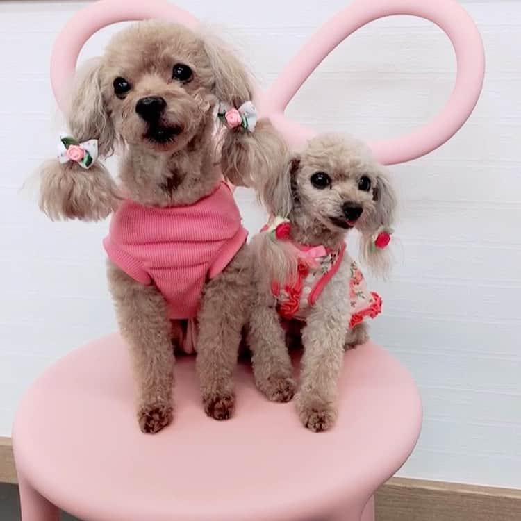 長江愛美さんのインスタグラム写真 - (長江愛美Instagram)「かわいいかわいいかわいい🐶🐶  きゅるん🐶🐶 もふもふチャージ❤️  #リボン椅子 #愛犬 #ティーカッププードル  #teacuppoodle  #犬のいる暮らし  #ティーカッププードル  #犬スタグラム  #いぬすたぐらむ  #dog  #プードル部  #プードル #もふもふ」11月25日 8時53分 - manamin.512