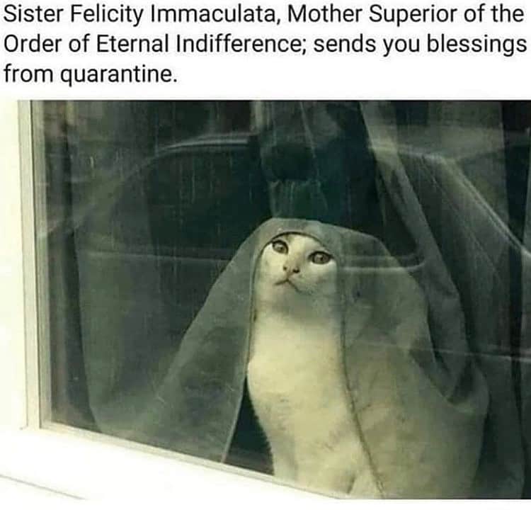 The Cats Of Instagramのインスタグラム：「🙏🏼  (Credit: Unknown)」