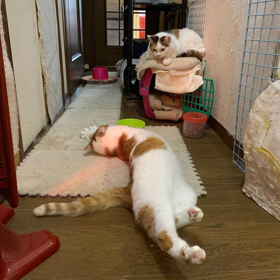 Kachimo Yoshimatsuさんのインスタグラム写真 - (Kachimo YoshimatsuInstagram)「ぬくぬく、ゴロゴロ、ぬくぬく、ゴロゴロ。 #うちの猫ら #猫 #oinari #mkeko #あかいしゅとーぶ #ねこ #cat #ネコ #catstagram #ネコ部 http://kachimo.exblog.jp」11月25日 8時57分 - kachimo