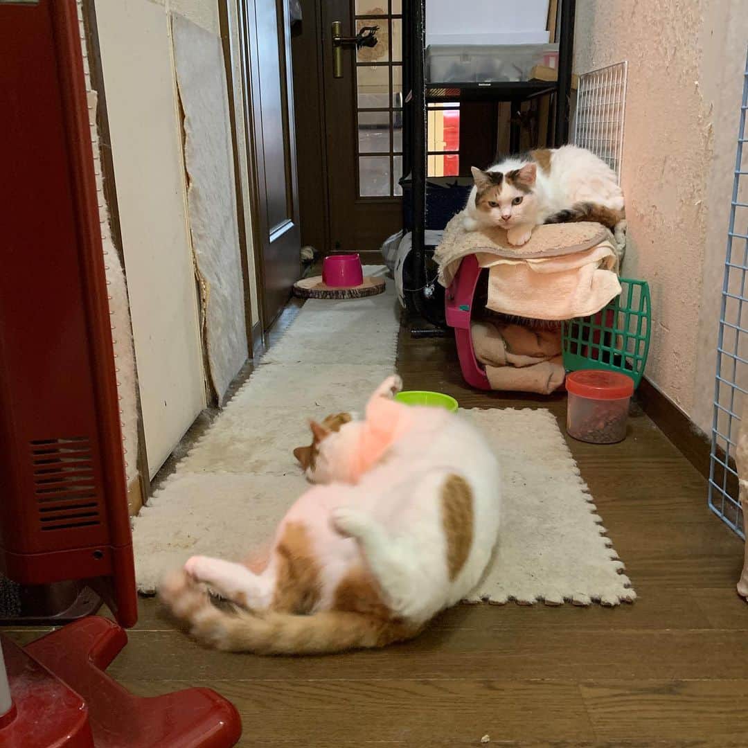 Kachimo Yoshimatsuさんのインスタグラム写真 - (Kachimo YoshimatsuInstagram)「ぬくぬく、ゴロゴロ、ぬくぬく、ゴロゴロ。 #うちの猫ら #猫 #oinari #mkeko #あかいしゅとーぶ #ねこ #cat #ネコ #catstagram #ネコ部 http://kachimo.exblog.jp」11月25日 8時57分 - kachimo