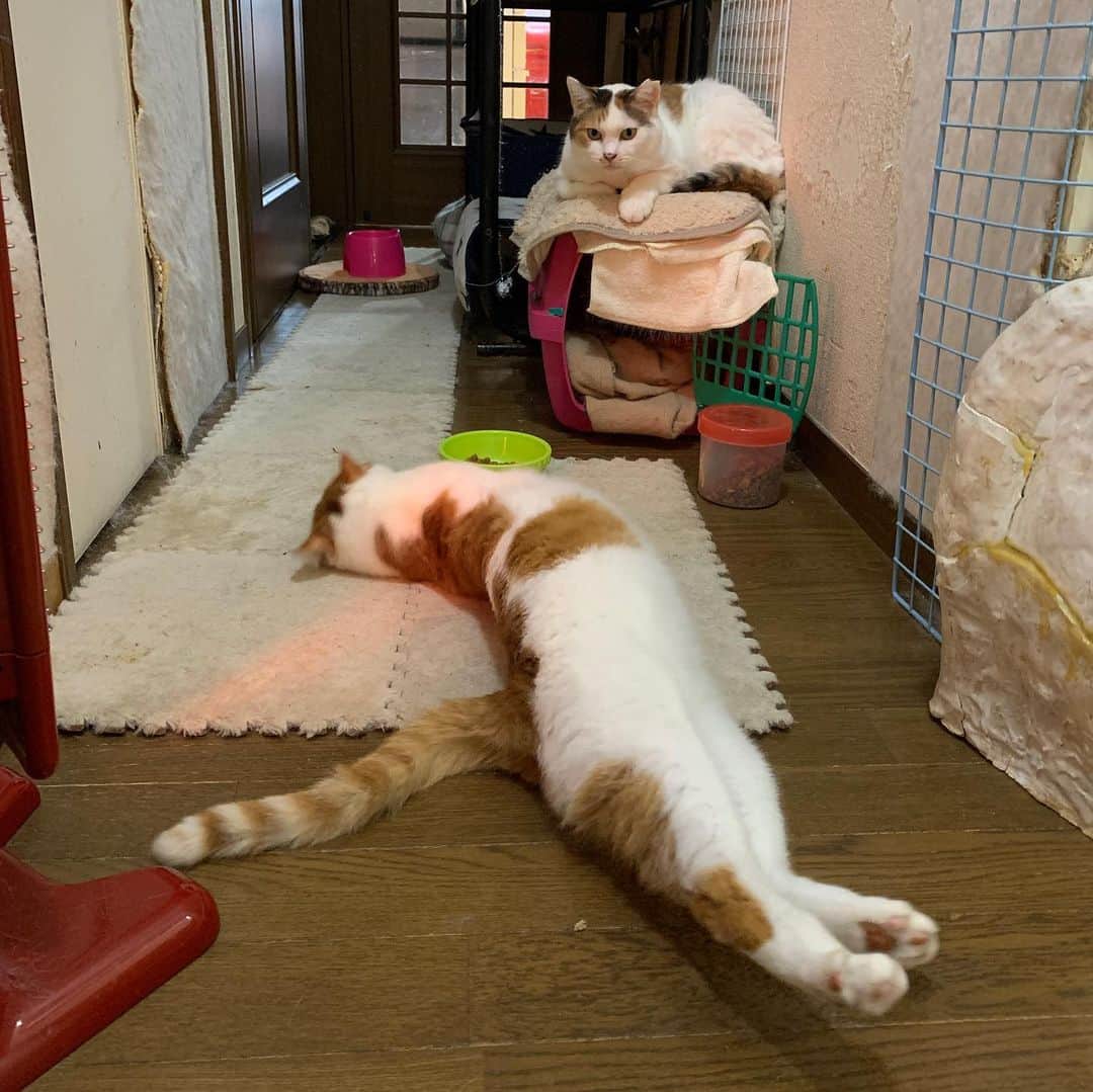 Kachimo Yoshimatsuさんのインスタグラム写真 - (Kachimo YoshimatsuInstagram)「ぬくぬく、ゴロゴロ、ぬくぬく、ゴロゴロ。 #うちの猫ら #猫 #oinari #mkeko #あかいしゅとーぶ #ねこ #cat #ネコ #catstagram #ネコ部 http://kachimo.exblog.jp」11月25日 8時57分 - kachimo