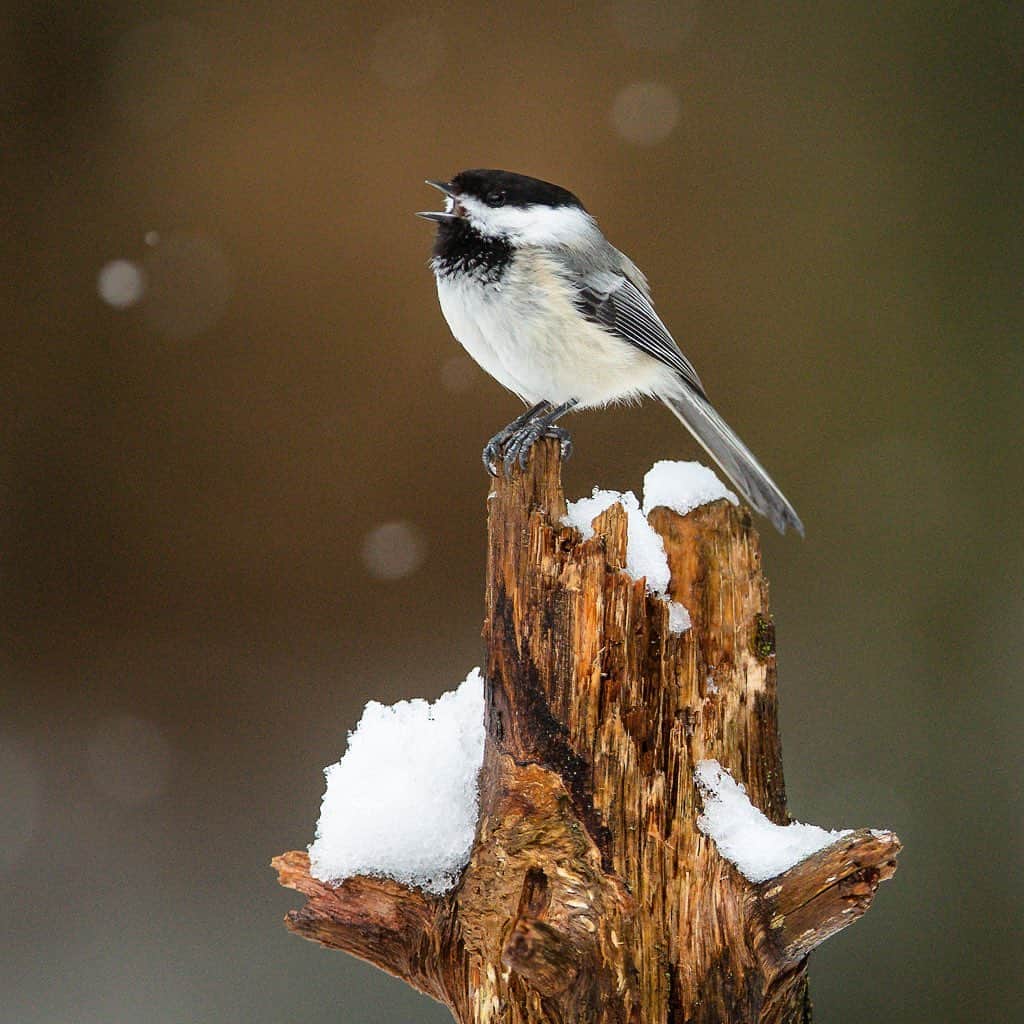 Tim Lamanさんのインスタグラム写真 - (Tim LamanInstagram)「Photo by @TimLaman.  Sharing a few more backyard birds as we go into the holiday weekend, and hoping for some more snow soon.  So much fun to photograph them in the snow!  Black-capped Chicadee being its spunky little self – a tiny bird with a big attitude.  #birds #chickadee #snow #NewEngland #nature - - Prints available for purchase – link in bio.」11月25日 8時59分 - timlaman