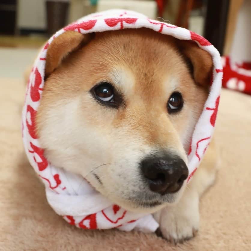 まる（まるたろう）のインスタグラム
