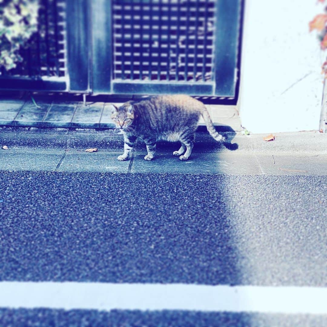 中野敬久さんのインスタグラム写真 - (中野敬久Instagram)「#cat #neighborhood #hope #street #nyanda」11月25日 9時15分 - hirohisanakano