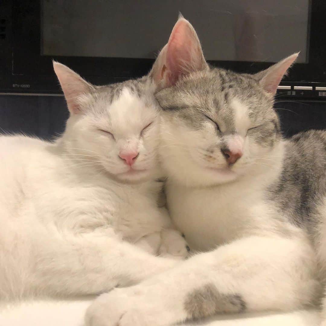 カータンのインスタグラム：「仲良し兄弟   #猫  #cat  #catstagram  #ねこすたぐらむ  #ねこのいる生活  #猫のいる暮らし #兄弟猫」