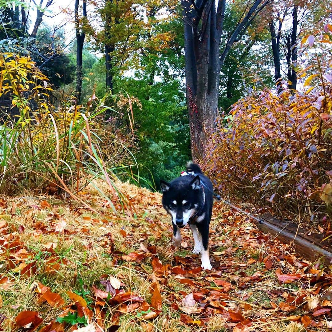 小川博永さんのインスタグラム写真 - (小川博永Instagram)「久しぶりのお湿り。  #濡れまる  #今朝まる #ししまる #dog #dogs #柴犬 #黒柴」11月25日 9時22分 - ogawahironaga