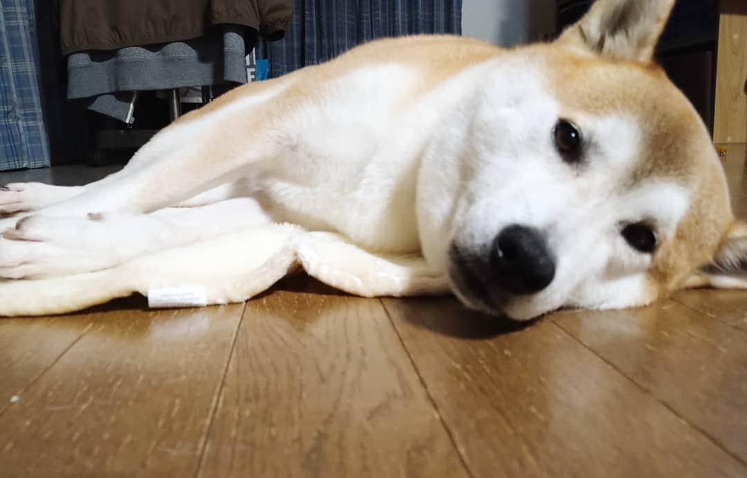 柴犬⭐️サスケのインスタグラム：「おはわん #柴犬#赤柴#わんだフォ#犬ら部 #ふわもこ部#茶助#北海道#柴北会#pecoいぬ部 #shibagram #shibasnap #shibastagram #🐕‍🦺#🐶#🐶📷 #男の子#長男#ストー部 #ストーブ#やる気ナシオ#日本犬」