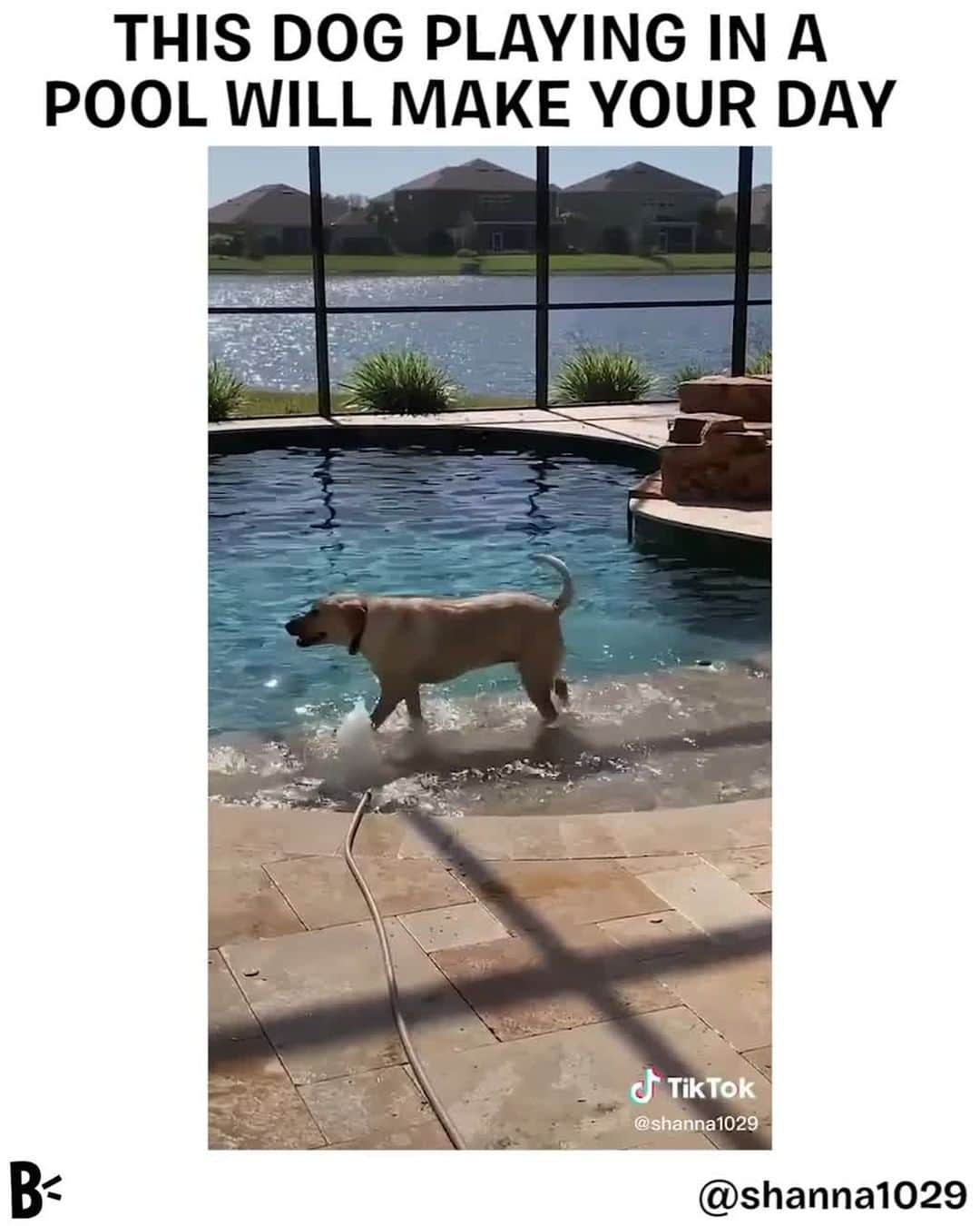 BarkBoxのインスタグラム：「It's been a long day, HECK it's been a long year. Take a deep breath, relax your jaw and your shoulders for the first time today, and watch a pup frolic in a pool. you deserve it, kind internet human!⁠ ⁠ via @Shanna1029」