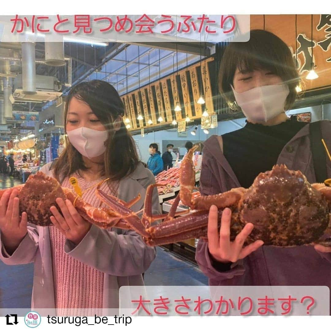 越前かに職人　甲羅組さんのインスタグラム写真 - (越前かに職人　甲羅組Instagram)「敦賀観光協会さんの「敦賀びー旅」🦀 @tsuruga_be_trip  当店へ取材にお越し頂いた際の内容が記事になりました🙆‍♀️🙆‍♀️🙆‍♀️✨  ともちゃんが素敵な記事を書いてくれましたので、沢山の方に読んで欲しいです✨  お写真もいっぱい🦀🦀 ありがとうございます🎵  #Repost @tsuruga_be_trip • • • • • • 日本海さかな街  福井の冬の味覚！  越前がにのシーズンが今年もやってきましたね、 どーも！ともちゃんこと上田ともえです🐈  先日、11月6日に今年の解禁日を迎えました(*ﾟ∀ﾟ人ﾟ∀ﾟ*)♪ と言うわけで最盛期の忙しい甲羅組さんにお邪魔してきました👌  甲羅組さんはさかな街や赤レンガ倉庫に実店舗と飲食店、県外では築地と焼津にもお店を持ちネット販売でも大人気のかに屋さんです🦀  ◆越前がにってなーに？という方に簡単解説！ 越前がにとは福井県内の4つの漁港で水揚げされたオスのズワイガニのことをいいます。  越前がにと言うとカニの種類のひとつに聞こえますが、実は山陰地方でとれる松葉ガニや石川県でとれる加能(香箱)ガニも同じズワイガニです。同じ種類でも水揚げされる漁港や漁場で名前が違うんです！😋 もちろん、味も全く異なるので、それぞれの県でブランド名をつけているそうです。  ◆じゃ、越前がにの見分け方って？😳 目印は黄色いタグ！🏷️  他県産と区別するために越前町漁港組合が1997年からオスのカニに黄色いタグをつけ始めたことが始まりだそうです。  このタグは不正使用されないように１度使ったら２度と使えないそうなんです！そのため、このタグは各県のブランドの証でもあります ✨  ◆なんで越前がには美味しいの？ 理由は大きく２つ！ ☆漁場から近いから ☆越前海岸の地形が蟹にとって最高の環境だから  三国港や越前漁港は、漁場から近いので日帰り漁業が可能であり、生きたまま競りにかけられ、とびきり新鮮なまま取引されるそうです！  だから新鮮で美味しい蟹が食べられる、  そして越前がには唯一国からお墨付きをもらっているんです！✨ お値段高くなるのも納得ですよね😳  県外から来る方は、オスの越前がにを目当てに来られる方が多くいらっしゃると思いますが、実は福井県民が好きなのはメスのセイコガニ🦀  大きさは圧倒的に小さいですが、人気の理由はなんといっても卵！ 黒くプチプチとした外子、鮮やかなオレンジ色で濃厚な味わいの内子。 (ちなみに茹でかにを見せていただいた甲羅組さんの田辺さんから教えていただいたんですが、外子の色が黒いほど美味しいそうですよ😋♡) これはオスにはない味わいでお値段もお手頃。 １人１杯ずつという贅沢な食べ方も....(これ昔から１人１杯食べてたのでこの食べ方が贅沢とは知らなかった上田です笑)  漁の期間が限られているため美味しい蟹が食べられるのは今だけ！ 越前ガニ…11月6日～翌年3月20日 セイコガニ…11月6日～12月31日まで  ..🦀......🦀........🦀.🦀......🦀...🦀...........🦀♡  そして、いまならGoToトラベルキャンペーンを使えばこの美味しい越前がにがお得に食べられちゃうんです！✨ 今このキャンペーンを使って宿泊すると、お部屋代の35%割引かつ15%分の地域共通クーポンがついてくるんです！  .  例えばお部屋代が2人で20.000円なら 7.000円割り引きされて実際の部屋代は13.000円に！ そして15%にあたる3.000円が地域共通クーポンとして戻ってくる！💰 50%分も還元されちゃうんです😳 ※地位共通クーポンはお部屋代には使えません。 ※地域共通クーポンですが、ホテルを予約される場所や予約方法で電子/紙クーポンに分かれます。詳しくは各サイト、もしくはGoToキャンペーンに加盟しているホテルにお尋ねください。  つまりGoToをうまく利用すればお得に泊まれてお買い物までできちゃいます(*’ω’ﾉﾉﾞ☆ﾊﾟﾁﾊﾟﾁ  この地域共通クーポンが甲羅組さんはじめさかな街の店舗で(一部店舗を覗く)使えるのでお得に蟹が買えちゃいます✨  GoToクーポン使えると表示がある店舗でお使いください🙌  この機会にぜひ福井県敦賀市に遊びに来てください🙋 びー達も待ってまーす😸  今回取材にご協力頂きました甲羅組さんのアカウントはこちらです☺️　 @kouragumi  . #tsuruga #敦賀  #旅行 #旅 #女子旅 #旅好き女子 #おでかけ #お出かけスポット #旅行好き #国内旅行 #福井 #若狭 #北陸 #北陸旅行 #京都 #滋賀 #大阪 #travelgram #instatravel  #つるがキャンペーン #敦賀びー旅 #越前がに #シーズン到来 #甲羅組 #gotoキャンペーン  #ズワイガニ #セイコガニ」11月25日 10時03分 - kouragumi