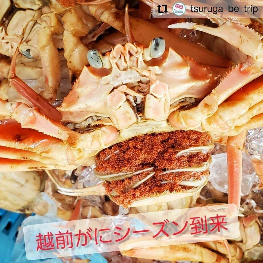 越前かに職人　甲羅組さんのインスタグラム写真 - (越前かに職人　甲羅組Instagram)「敦賀観光協会さんの「敦賀びー旅」🦀 @tsuruga_be_trip  当店へ取材にお越し頂いた際の内容が記事になりました🙆‍♀️🙆‍♀️🙆‍♀️✨  ともちゃんが素敵な記事を書いてくれましたので、沢山の方に読んで欲しいです✨  お写真もいっぱい🦀🦀 ありがとうございます🎵  #Repost @tsuruga_be_trip • • • • • • 日本海さかな街  福井の冬の味覚！  越前がにのシーズンが今年もやってきましたね、 どーも！ともちゃんこと上田ともえです🐈  先日、11月6日に今年の解禁日を迎えました(*ﾟ∀ﾟ人ﾟ∀ﾟ*)♪ と言うわけで最盛期の忙しい甲羅組さんにお邪魔してきました👌  甲羅組さんはさかな街や赤レンガ倉庫に実店舗と飲食店、県外では築地と焼津にもお店を持ちネット販売でも大人気のかに屋さんです🦀  ◆越前がにってなーに？という方に簡単解説！ 越前がにとは福井県内の4つの漁港で水揚げされたオスのズワイガニのことをいいます。  越前がにと言うとカニの種類のひとつに聞こえますが、実は山陰地方でとれる松葉ガニや石川県でとれる加能(香箱)ガニも同じズワイガニです。同じ種類でも水揚げされる漁港や漁場で名前が違うんです！😋 もちろん、味も全く異なるので、それぞれの県でブランド名をつけているそうです。  ◆じゃ、越前がにの見分け方って？😳 目印は黄色いタグ！🏷️  他県産と区別するために越前町漁港組合が1997年からオスのカニに黄色いタグをつけ始めたことが始まりだそうです。  このタグは不正使用されないように１度使ったら２度と使えないそうなんです！そのため、このタグは各県のブランドの証でもあります ✨  ◆なんで越前がには美味しいの？ 理由は大きく２つ！ ☆漁場から近いから ☆越前海岸の地形が蟹にとって最高の環境だから  三国港や越前漁港は、漁場から近いので日帰り漁業が可能であり、生きたまま競りにかけられ、とびきり新鮮なまま取引されるそうです！  だから新鮮で美味しい蟹が食べられる、  そして越前がには唯一国からお墨付きをもらっているんです！✨ お値段高くなるのも納得ですよね😳  県外から来る方は、オスの越前がにを目当てに来られる方が多くいらっしゃると思いますが、実は福井県民が好きなのはメスのセイコガニ🦀  大きさは圧倒的に小さいですが、人気の理由はなんといっても卵！ 黒くプチプチとした外子、鮮やかなオレンジ色で濃厚な味わいの内子。 (ちなみに茹でかにを見せていただいた甲羅組さんの田辺さんから教えていただいたんですが、外子の色が黒いほど美味しいそうですよ😋♡) これはオスにはない味わいでお値段もお手頃。 １人１杯ずつという贅沢な食べ方も....(これ昔から１人１杯食べてたのでこの食べ方が贅沢とは知らなかった上田です笑)  漁の期間が限られているため美味しい蟹が食べられるのは今だけ！ 越前ガニ…11月6日～翌年3月20日 セイコガニ…11月6日～12月31日まで  ..🦀......🦀........🦀.🦀......🦀...🦀...........🦀♡  そして、いまならGoToトラベルキャンペーンを使えばこの美味しい越前がにがお得に食べられちゃうんです！✨ 今このキャンペーンを使って宿泊すると、お部屋代の35%割引かつ15%分の地域共通クーポンがついてくるんです！  .  例えばお部屋代が2人で20.000円なら 7.000円割り引きされて実際の部屋代は13.000円に！ そして15%にあたる3.000円が地域共通クーポンとして戻ってくる！💰 50%分も還元されちゃうんです😳 ※地位共通クーポンはお部屋代には使えません。 ※地域共通クーポンですが、ホテルを予約される場所や予約方法で電子/紙クーポンに分かれます。詳しくは各サイト、もしくはGoToキャンペーンに加盟しているホテルにお尋ねください。  つまりGoToをうまく利用すればお得に泊まれてお買い物までできちゃいます(*’ω’ﾉﾉﾞ☆ﾊﾟﾁﾊﾟﾁ  この地域共通クーポンが甲羅組さんはじめさかな街の店舗で(一部店舗を覗く)使えるのでお得に蟹が買えちゃいます✨  GoToクーポン使えると表示がある店舗でお使いください🙌  この機会にぜひ福井県敦賀市に遊びに来てください🙋 びー達も待ってまーす😸  今回取材にご協力頂きました甲羅組さんのアカウントはこちらです☺️　 @kouragumi  . #tsuruga #敦賀  #旅行 #旅 #女子旅 #旅好き女子 #おでかけ #お出かけスポット #旅行好き #国内旅行 #福井 #若狭 #北陸 #北陸旅行 #京都 #滋賀 #大阪 #travelgram #instatravel  #つるがキャンペーン #敦賀びー旅 #越前がに #シーズン到来 #甲羅組 #gotoキャンペーン  #ズワイガニ #セイコガニ」11月25日 10時03分 - kouragumi