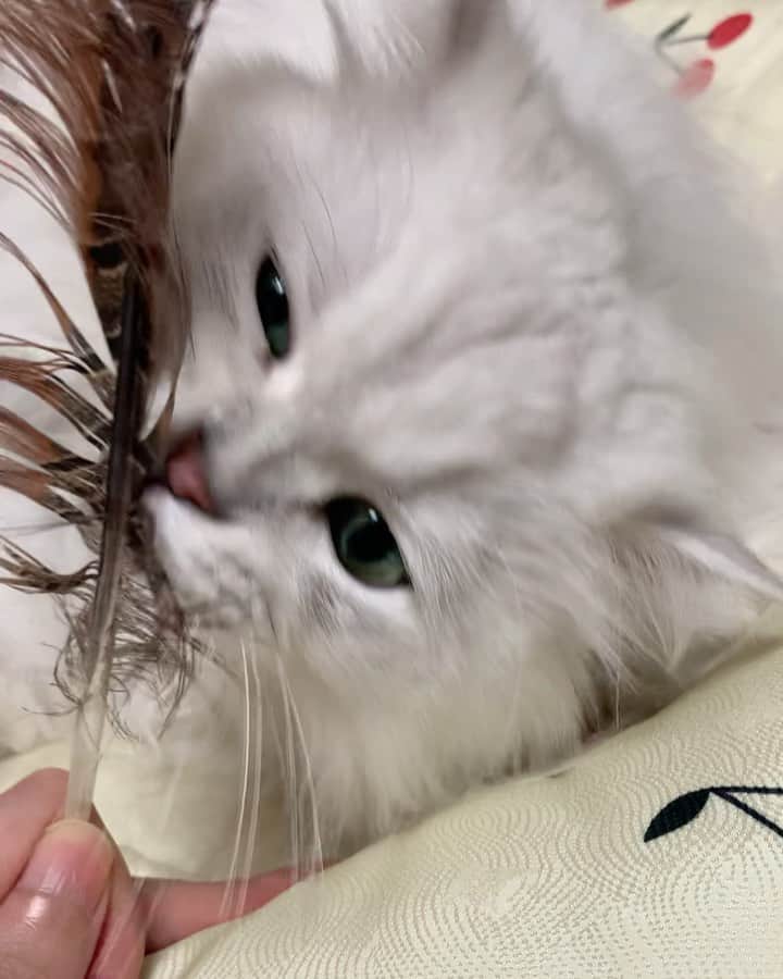 후추네큰언니のインスタグラム：「옴맴매 완존 맹수여 맹수!!   #후추  #고양이  #냥스타그램 #캣스타그램  #Hoochu #Hoochuthecat #cat #cats #catstagram #catsofinstagram #topcatphoto #bestmeow #ilovecat #cute #fluffy #petstagram #instacats」