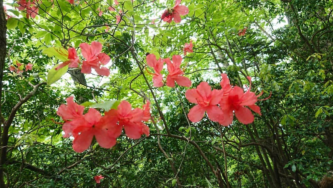 桜花のインスタグラム