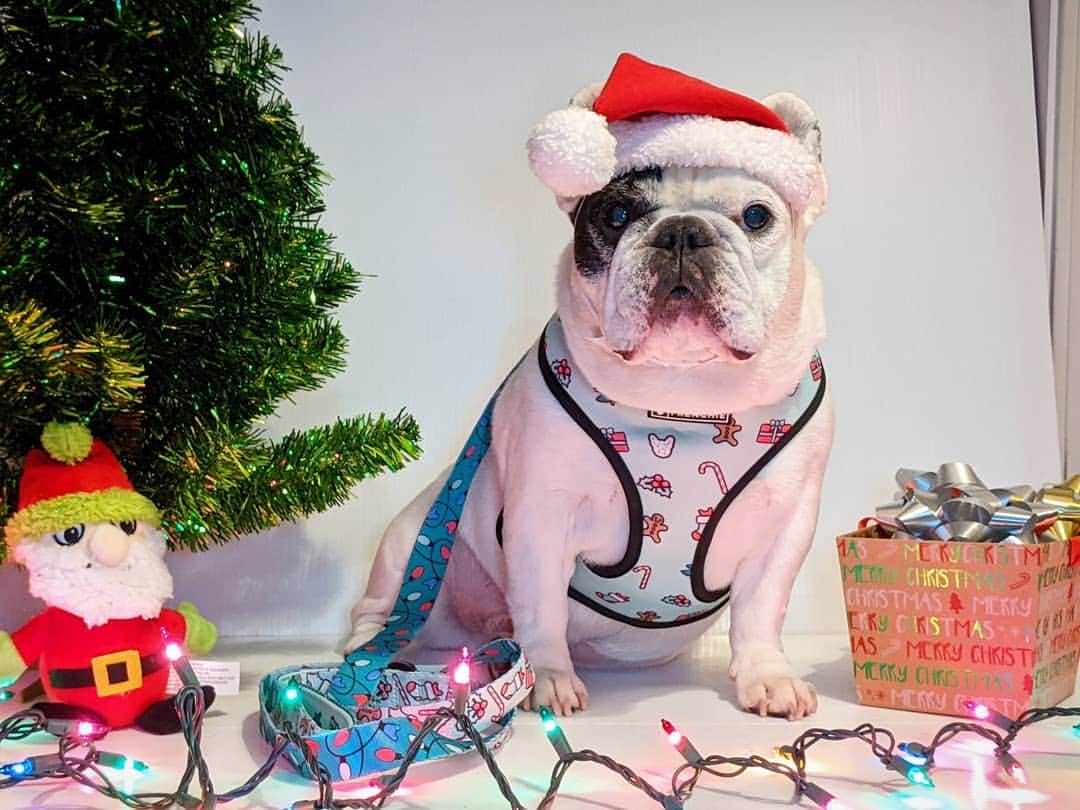 Manny The Frenchieのインスタグラム：「Officially ONE MONTH until Christmas!! Who's excited?! 🎄🎅🎄 . Harness & leash from @frenchie_bulldog」
