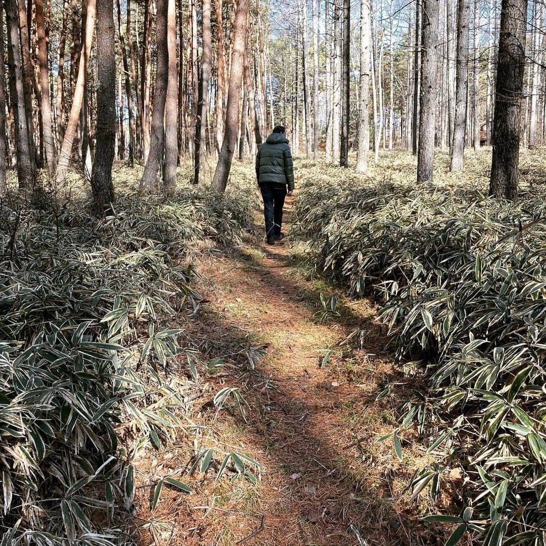 井上荒野のインスタグラム：「散歩。道が茶色いのはカラマツの葉が積もっているためです。ふかふかです。」
