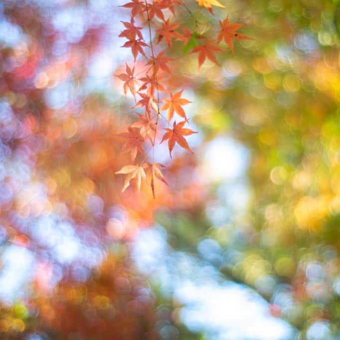 Naomiのインスタグラム：「Good morning 🍁」