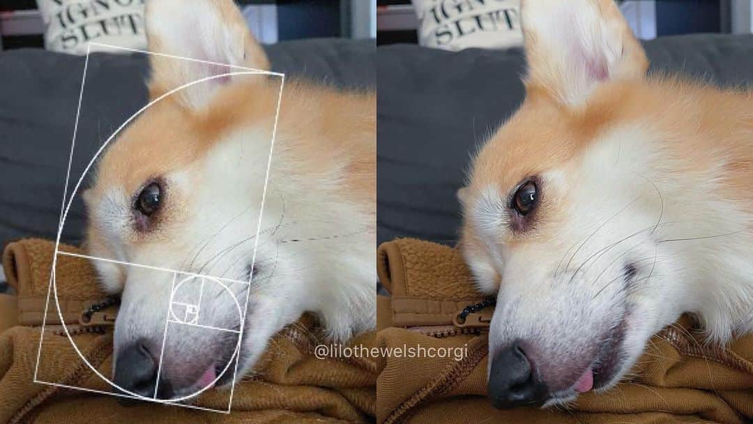 Liloさんのインスタグラム写真 - (LiloInstagram)「Nobody’s perfect but... #goldenratio」11月25日 10時39分 - lilothewelshcorgi