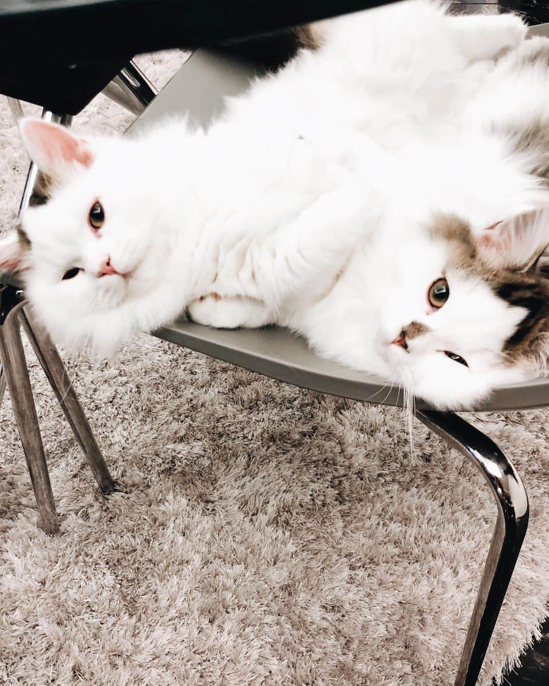 淡輪優希のインスタグラム：「ふゅーじょん！！👉👈 #猫 #猫のいる暮らし #猫好き #ぬこ #ねこ #ねこすたぐらむ #思い出」