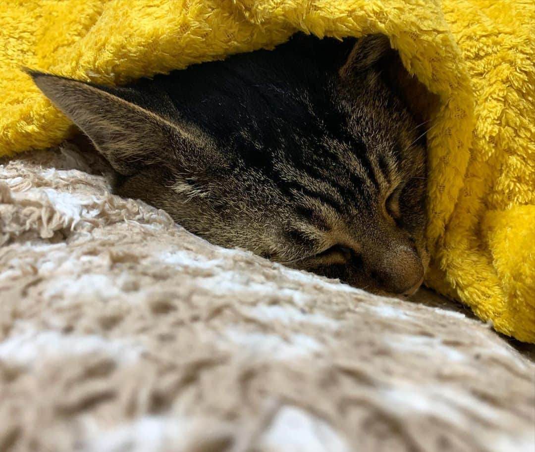 Musashiさんのインスタグラム写真 - (MusashiInstagram)「おはムサシ。おはようございません。Good morning...💤 #musashi #mck #cat #キジトラ #ムサシさん #とろねこチャレンジ #musashi_the_cat #ねこすたぐらむ」11月25日 11時27分 - _daisy