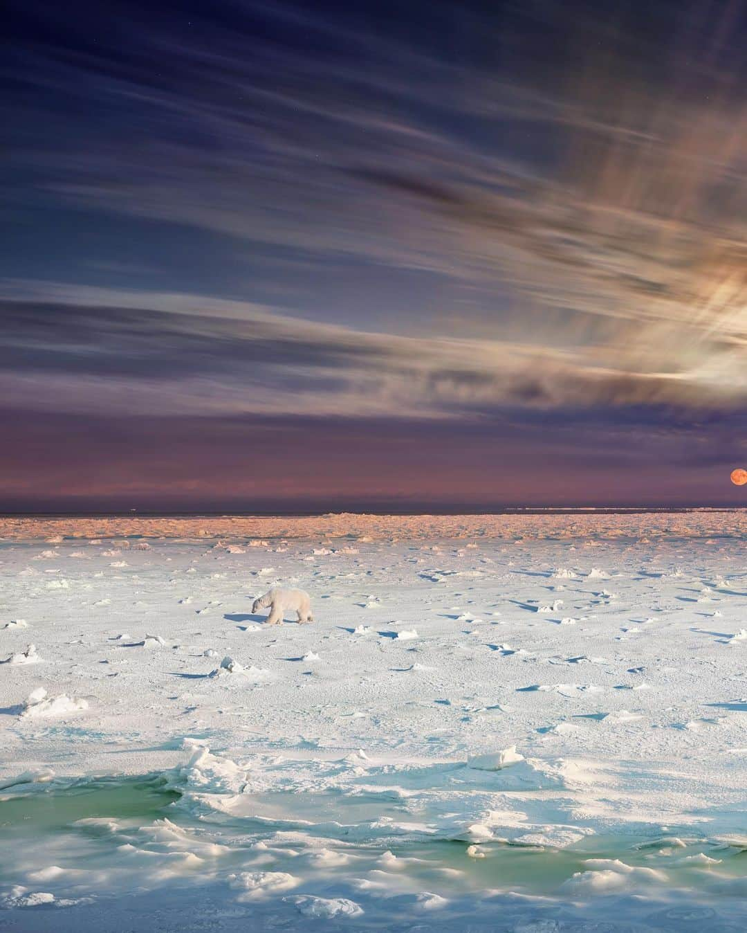 ナショナルジオグラフィックさんのインスタグラム写真 - (ナショナルジオグラフィックInstagram)「Photo by @stephenwilkes / In November 2019 I traveled to the Canadian Arctic to capture a "Day To Night" image of the polar bears in Churchill, as they began their journey across a frozen Hudson Bay. We photographed from a tundra buggy over the course of 36 hours in extreme cold conditions. Fortunately, I was able to photograph through a window, with just the front of my lens exposed.  In the Day to Night series, epic landscapes are portrayed from a fixed camera angle, capturing fleeting moments of humanity and nature as light passes in front of the lens over the course of a full day. A select group of these images are blended into a single composite.  This is one of the most challenging, Day to Night photographs I have created. Expeditions can sometimes last for days without seeing a polar bear, as the bears are very adept at camouflaging themselves against the snow. Plus, once the bay freezes, the bears immediately begin to cross it in search of food. We were fortunate to catch the final moments of the freeze and see the few bears remaining, making their way across. The number of bears we saw was much less than in previous years, and the data is now correlating to the fact that warmer air and the rise in water temperature mean that less ice is being created—a combination with a direct impact on the survival of this species.  I'm excited to announce that with the generous support of @insidenatgeo and in collaboration with @cangeo I will be documenting endangered species and habitats in Canada over the next few years. So stay tuned!  To see more from my travels near and far, follow me @stephenwilkes.  #insidenatgeo #cangeo #daytonight」11月11日 2時43分 - natgeo