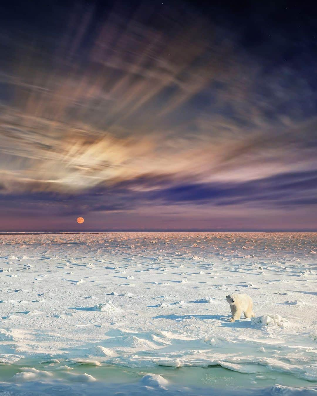 ナショナルジオグラフィックさんのインスタグラム写真 - (ナショナルジオグラフィックInstagram)「Photo by @stephenwilkes / In November 2019 I traveled to the Canadian Arctic to capture a "Day To Night" image of the polar bears in Churchill, as they began their journey across a frozen Hudson Bay. We photographed from a tundra buggy over the course of 36 hours in extreme cold conditions. Fortunately, I was able to photograph through a window, with just the front of my lens exposed.  In the Day to Night series, epic landscapes are portrayed from a fixed camera angle, capturing fleeting moments of humanity and nature as light passes in front of the lens over the course of a full day. A select group of these images are blended into a single composite.  This is one of the most challenging, Day to Night photographs I have created. Expeditions can sometimes last for days without seeing a polar bear, as the bears are very adept at camouflaging themselves against the snow. Plus, once the bay freezes, the bears immediately begin to cross it in search of food. We were fortunate to catch the final moments of the freeze and see the few bears remaining, making their way across. The number of bears we saw was much less than in previous years, and the data is now correlating to the fact that warmer air and the rise in water temperature mean that less ice is being created—a combination with a direct impact on the survival of this species.  I'm excited to announce that with the generous support of @insidenatgeo and in collaboration with @cangeo I will be documenting endangered species and habitats in Canada over the next few years. So stay tuned!  To see more from my travels near and far, follow me @stephenwilkes.  #insidenatgeo #cangeo #daytonight」11月11日 2時43分 - natgeo