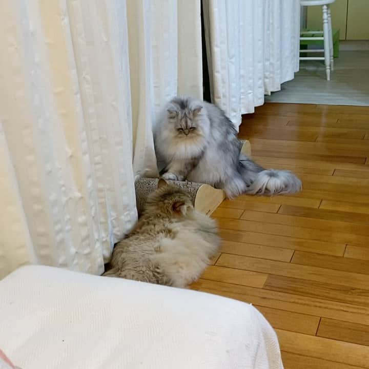 のインスタグラム：「2020.11.10 珠音☆Juon and Leone ＊ ぼくじゅおん。 やっぱり やっぱり レオがすき。 ☆ みすぐが来てから 珠音はレオくん大嫌い病にかかり レオを見るとシャー！ベシッ！😅 当然、みすぐの事は姿を見ただけで警戒して 唸っています。 元々、珠音はレオくん大好きで、一緒にいる事が多かったのですが、 ほんのたま〜に思い出したかのように、レオくんにじゃれついていきます。 ほのぼのします。😊❤️ ☆ #音声注意 #仲良し」