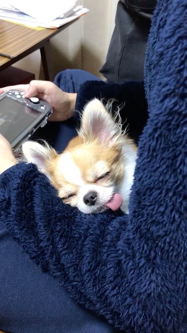 ちまのインスタグラム
