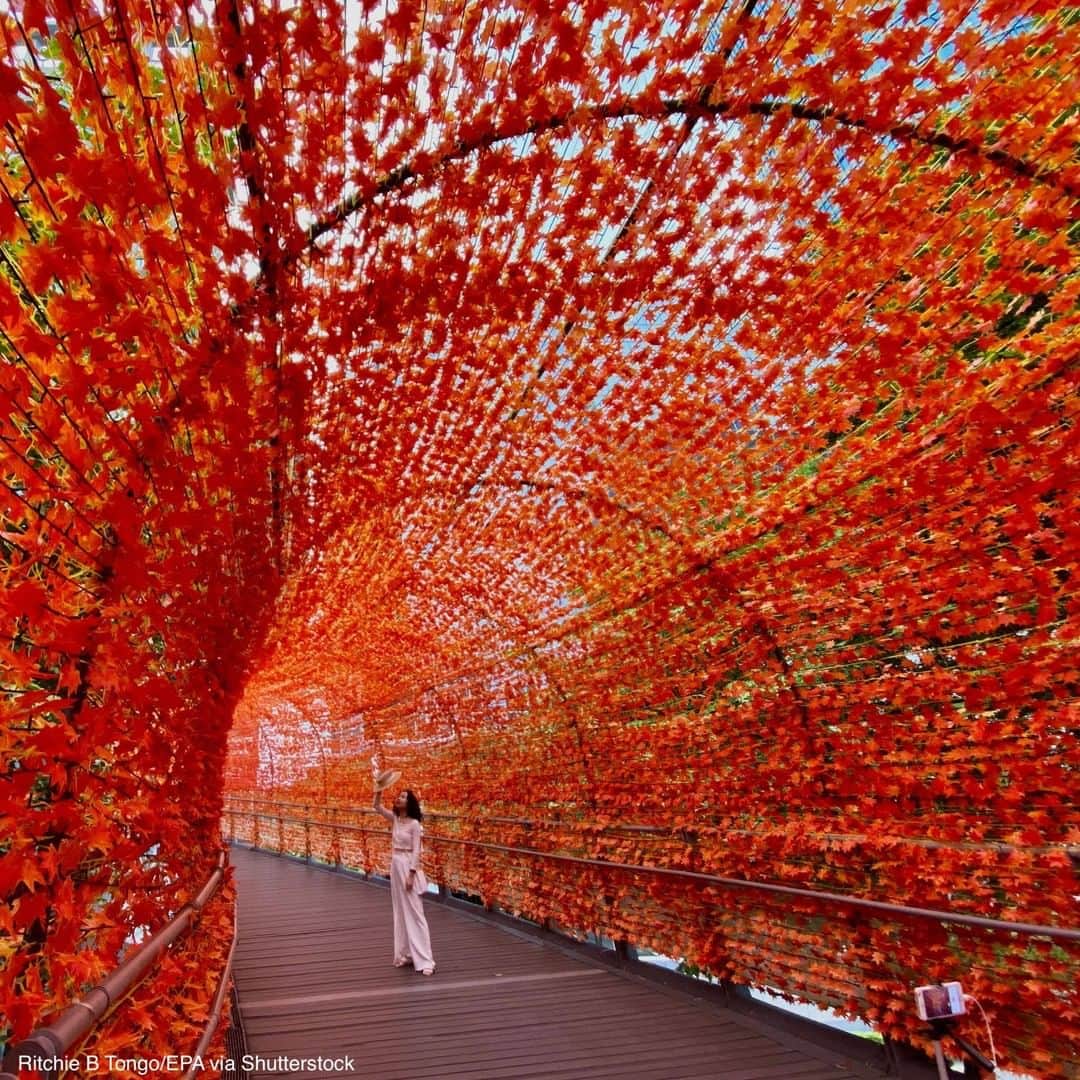 ABC Newsさんのインスタグラム写真 - (ABC NewsInstagram)「People take photos as they walk under bright red leaves decorating a foot bridge in New Taipei city, Taiwan.」11月11日 3時33分 - abcnews
